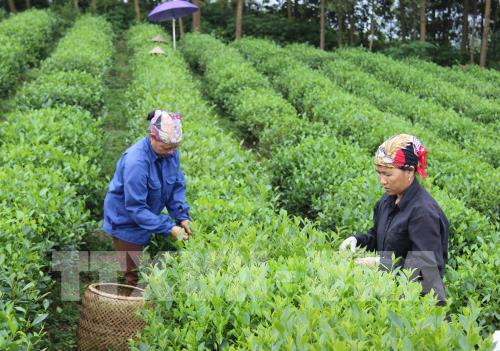  Giải pháp xây dựng thành công 15.000 hợp tác xã hoạt động hiệu quả ảnh 1